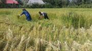 کاشت برنج در گلستان توجیه اقتصادی ندارد