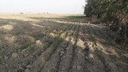 خشکسالی به ۱۰۰ هزار هکتار از مزارع گندم گلستان خسارت زد