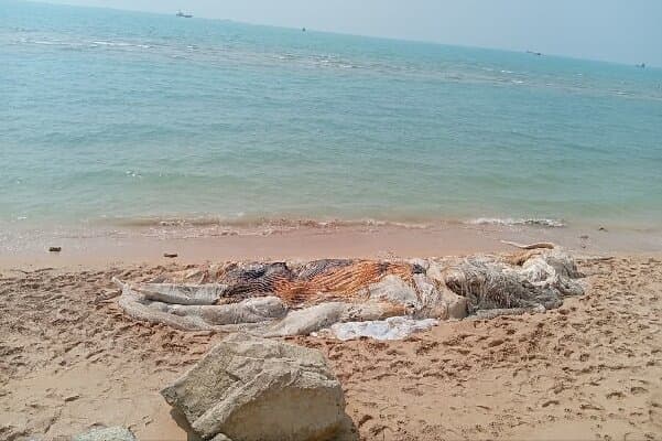 مرگ نهنگ ۱۰ تنی در خلیج فارس؛ برخورد با شناور عامل تلف شدن