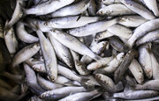 ماهی‌های کوچک؛ عامل مقابله با سوءتغذیه جهانی
