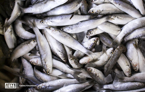 ماهی‌های کوچک؛ عامل مقابله با سوءتغذیه جهانی