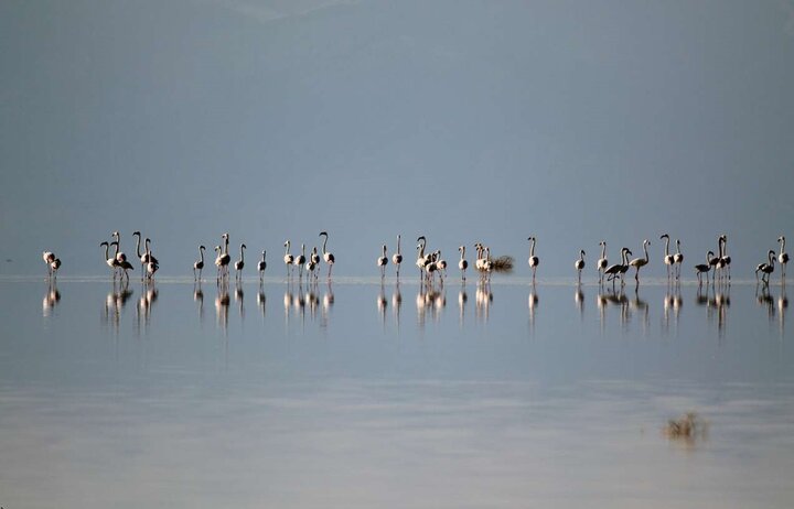 پسروی آب خزر موجب کاهش ۷۰درصدی پرندگان مهاجر شده است