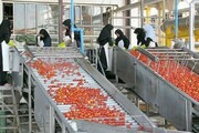 گام‌ بلند زنجان در توسعه صنایع تبدیلی بخش کشاورزی