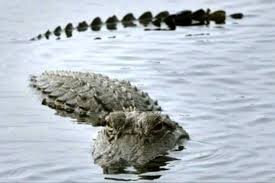 رد پای تمساح در دریاچه چیتگر