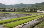 لغو مشروط ممنوعیت کشت برنج