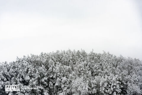 بارش برف در املش گیلان
