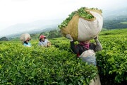 ابلاغ نرخ خرید تضمینی برگ سبز چای