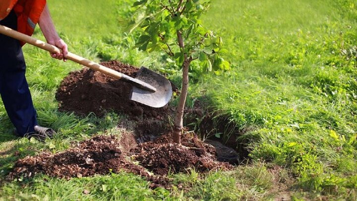 غرس ۲۰ میلیون اصله نهال در پنج ناحیه رویشی جنگلی کشور