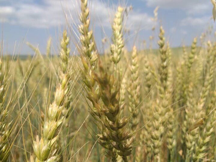 ۳۰۰ هزار تن گندم از کشاورزان خریداری شد