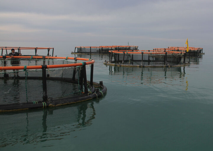 معرفی ماهی آزاد به قفس‌های پرورشی دریای خزر