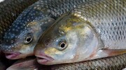 ماهی قزل‌آلا، در دسترس‌ترین برای مردم