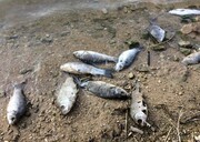 مرگ و میر ماهی‌های عسلویه ناشی از آلودگی محیطی نبود