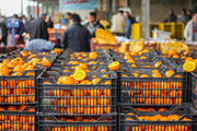 توزیع میوه تنظیم بازار شب عید در گلستان آغاز شد
