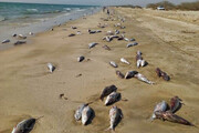 فعالیت صیادی علت مرگ گربه ماهیان در ساحل جاسک