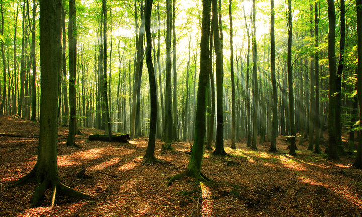 موافقان طرح تنفس جنگل، مخالف طرح مدیریتی نیستند