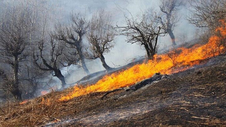 ۳ هکتار از جنگل‌های سنندج طعمه حریق شد