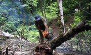 عوارض قطع درختان جنگلی بعد از نیم قرن افزایش یافت