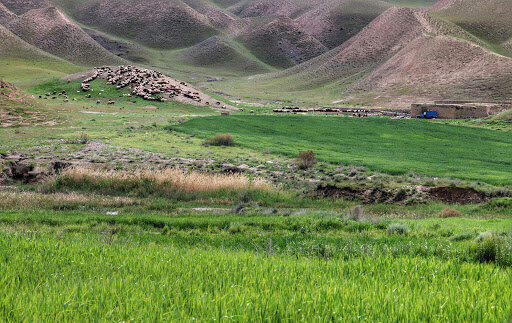 افزایش تصاعدی فشار بر مراتع به دلیل خشکسالی