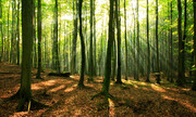 واگذاری جنگل‌های هیرکانی برای ایجاد تله‌کابین