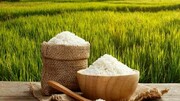 افزایش ۸ درصدی تولید بذر خام برنج در سال ۱۴۰۰