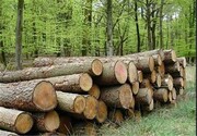 نظارت کافی بر زراعت چوب وجود ندارد
