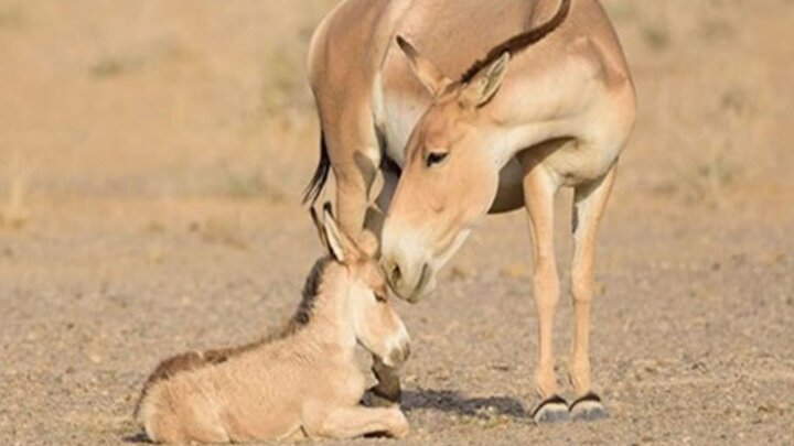 مقابله با عوامل تهدیدکننده گور ایرانی فراموش نشود