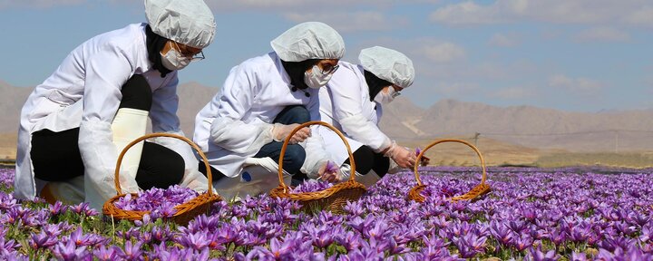 سود زعفران ایرانی در جیب واسطه‌های خارجی