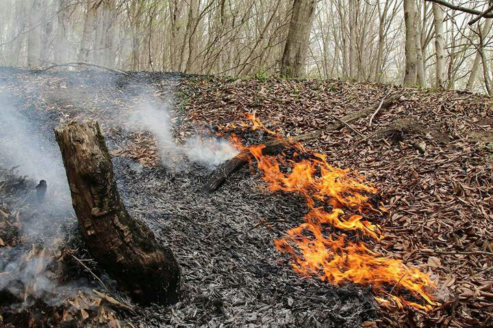  آتش سوزی در جنگل‌های منطقه حفاظت شده دیل گچساران مهار شد
