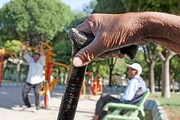 هشدار وضعیت سالمندی در تهران