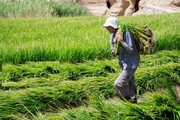 کتاب «آیین‌های سنتی برنج در شمال ایران :استان گیلان» منتشر شد