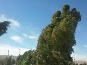 وزش باد شدید در نیمه‌جنوبی و غربی استان تهران پیش‌بینی می‌شود