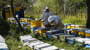 چتر تامین‌اجتماعی بر سر بیش از ۳ هزار زنبوردار