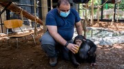 «باران» بچه‌شامپانزه ارم به کنیا منتقل می‌شود