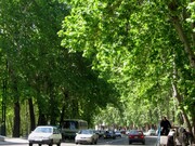 ماجرای جابجایی ۱۶۰۰ اصله درخت در غرب تهران