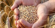 قیمت گندم ایران به نرخ جهانی رسید