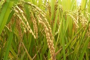 طرح کشاورزی قراردادی برنج در استان‌های شمالی کشور اجرایی شد