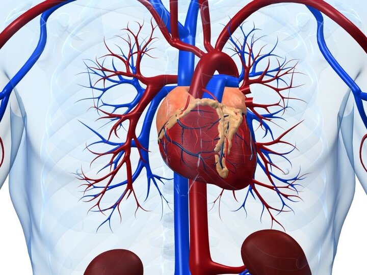 گرفتگی رگ‌ها، شایع‌ترین مشکلات قلبی