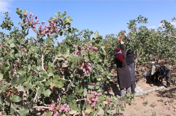 افزایش ۸ هزار تنی صادرات پسته در نیمه نخست سالجاری