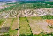 سازوکار صدور سند مالکیت اراضی کشاورزی تعیین شد