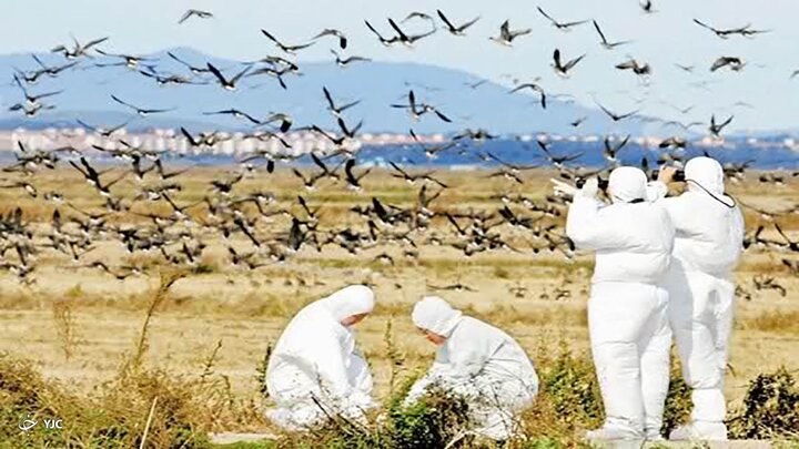 شناسایی موردی از ابتلای انسانی به آنفلوآنزای پرندگان در جنوب چین