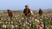 رشد کشت و تجارت تریاک پس از روی کار آمدن طالبان