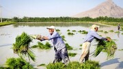 تهدید معیشت کشاورزان خوزستانی با کشت برنج در بحران فعلی آب