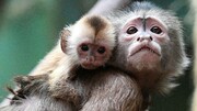 آبله میمونی شدت بیماری ندارد