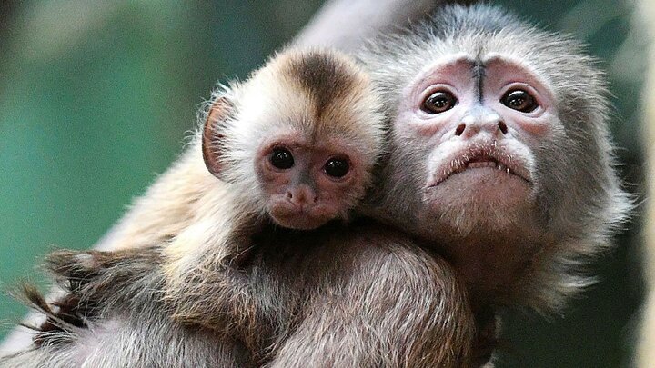عدم شناسایی آبله میمونی در کشور تاکنون