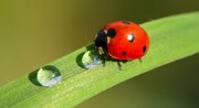 چالش حشرات برای سازگاری با گرمایش جهانی