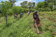نقش تأثیرات محیطی بر سلامت کارگران شاغل در مزارع