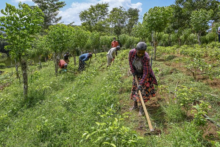طرح سازمان بین‌المللی کار برای حمایت از کشاورزان در سریلانکا