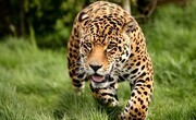 بانک سلولی «حیات وحشِ در حال انقراض» تأسیس می‌شود