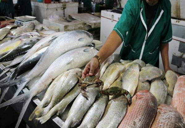 گرانی سرسام‌آور قیمت ماهی
