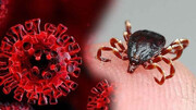 ۱۲ مورد ابتلا به بیماری تب کنگو از ابتدای سال مشاهده شده است